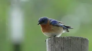 Merlebleu de l'Est M&acirc;le - Male Eastern Bluebird (Sialia Sialis)