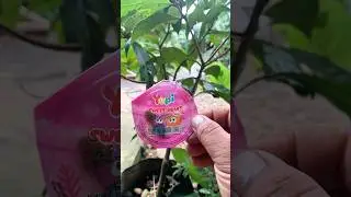 Unboxing Delicious Yupi Sweet Heart Candy #shortvideo #viralvideo #shorts