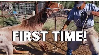 Horse's First Trim and Our Farrier Does This!