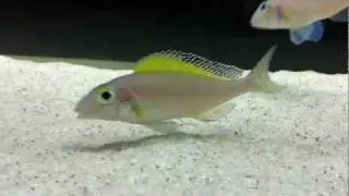 Xenotilapia spilopterus Mabilibili breeding group - PISCES