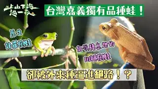 斑腿樹蛙意外超兇猛？！不僅佔領棲息地、它蝌蚪還會吃諸羅樹蛙的蝌蚪？！這對原生生物傷害太大了吧@@！｜【上山下海過一夜】