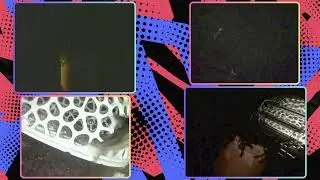 LIVE 4K Red Neocaridina Tank &bull; Relaxing 24/7 Shrimp Horizontal Stream