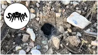 Hunting Wild Tarantulas in Northern Utah (Aphonopelma iodius)