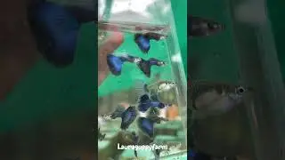 Japan blue dumbo ear😍#guppy #farming #freshwater-fish #aquarium #guppyfish #breeding #tamilsong