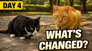 Day 4: Boots Cat, Big Head & Friends 🐾 | Trust, Jealousy, and Heartwarming Moments at the Park