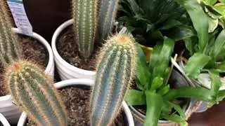 Touch the cactus to get a thorn in your finger ;)