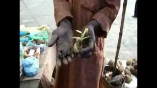 Octonary Ingredients of Dolichandrone atrovirens Formuls: Pankaj Oudhia's Medicinal Plant Database