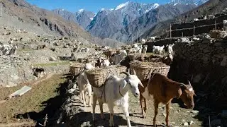 Secret Workforce of the Mountains | Mountain Goat Survival