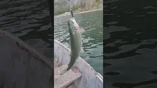 Decent Trout, Alta Lake #fishing #trout #pnw #washington #bestlife
