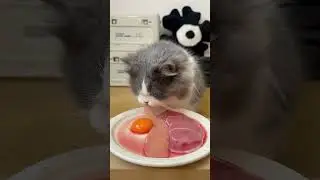 cat eat meatslices 🥩🥚🍳|cat eating sliced meat 🐓| ASMR cat mukbang #cat #cats