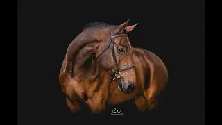 Equine Fine Art Speed Edit - Tommy