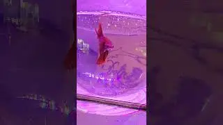 full moon fighters fishes #aquariumfishfish #youtubeshorts #bettafish #beta