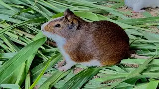Atualizando minha criação de porquinhos da Índia, muitas fêmeas prenha mais animais novos, filhotes.