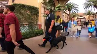 Californias #1 Dog Training Company The EPIC DOG PROS Orange County's Top Dog Experts