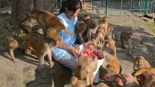 Monkeys feasted on bananas and apples with full excitement