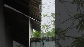Natural Rain Ambience | No Music ASMR Rain #rainasmr #nomusic #naturalsounds #calmingrain #deepfocus