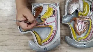 Rotation of the human gut/ anatomy model