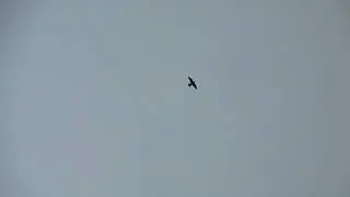 falco