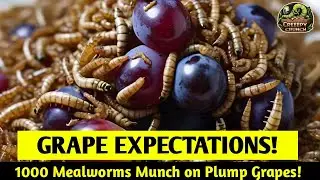 GRAPE EXPECTATIONS! 1000 Mealworms Munch on Plump Grapes!#shorts #timelapse #creepycrunch24