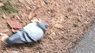 Весёлая Охота На Голубя (ШОК КОНТЕНТ!)