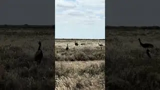 Mob of wild #emus at #Booroorban 🪶 #birds #shorts #outbacknsw #CobbHighway #chicks #roadtrip