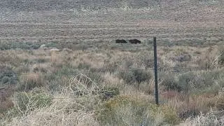 Шоссе Wild Mustang Horses 50, Невада, Северная сторона, Блэк-Рок-Роуд