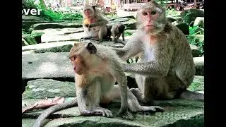 Monkey At Amari Group Scare Of Pig