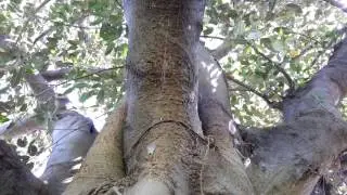 Ficus Macrophylla - Moreton Bay Fig - Ficus Gigant - Top 10 Bonsai HD 13