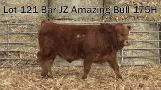 121. Bar JZ Amazing Bull 175H