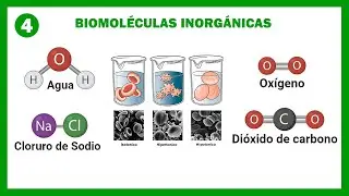 Biomoléculas Inorgánicas | Biología 4