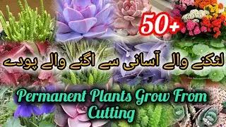 50+ Permanent Plants Grow From Cutting | Best Hanging Plants Grow From cutting 