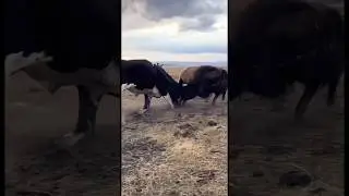 Bull vs yak