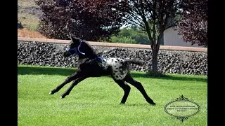 Cowlitz Mary Ellen 50/50 Friesian Appaloosa born 2020