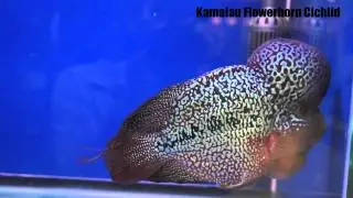 Kamalau Flowerhorn Cichlid