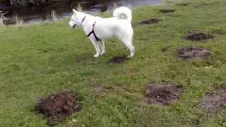 Polee (Siberian Husky)  Off Lead