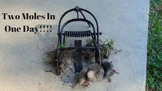Mole Trapping with OUT O'sight mole traps! (two moles in one day!)