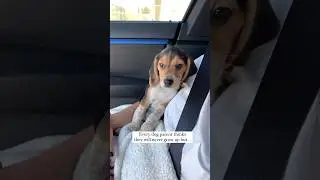 They grow so fast 🤍🥰👸 #beagles #dogshorts #dogslife #beaglepuppy