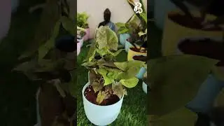 Syngonium Chocolate Pink🪴 available in your Plants Decor | #plantsdecorsvg #sivagangai #indoorplants