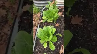 Organic Garden Tour #shorts