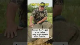 What is a Nilgai??