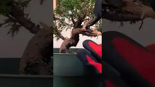 Juniper / ジュニパー / new jin #bonsai #prebonsai #juniper #garden #design #fall #youtubeshorts 盆栽