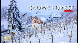 The Magic of a Silent Snowy Switzerland Forest |  Calm Winter Woods – Relaxing Nature Journey