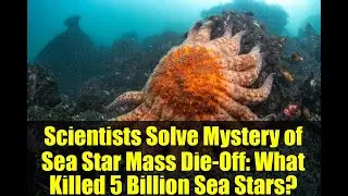 Scientists Solve Mystery of Sea Star Mass Die-Off: What Killed 5 Billion Sea Stars?