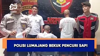 Dua Tersangka Pencuri Sapi Ditangkap, Polisi Ungkap Komplotan di Lumajang