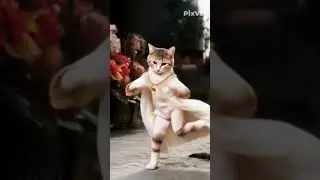 smart cat dance #dance #cat #shorts