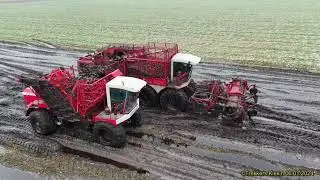 Bieten rooien extreem landbouwbedrijf buijs