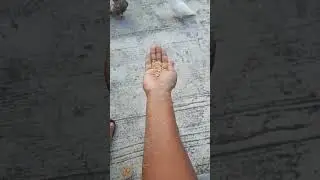 Pain of pigeon feeding in hand 😦 #shorts #pain #pigeon #pets #handfeeding