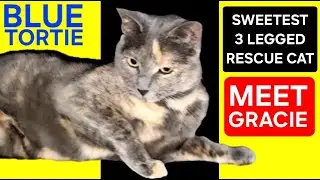 СПАСЕННАЯ КОТИК ГРЕЙСИ: САМАЯ МИЛАЯ ТРЕХНОГАЯ ГОЛУБАЯ ЧЕРЕПАХОВАЯ 💙🐾