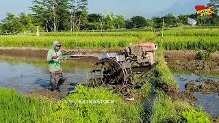 Pindah Lahan Traktor Sawah Langsung Garap Petak Terakhir