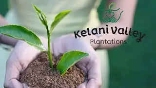 Kelani Valley Plantations (KVPL) - Company Profile 2024
